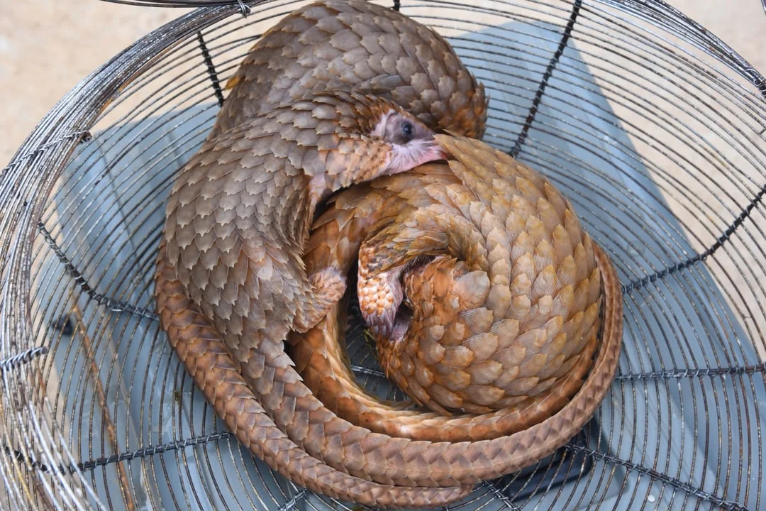 Ogun Customs Pangolin Trafficking Interception