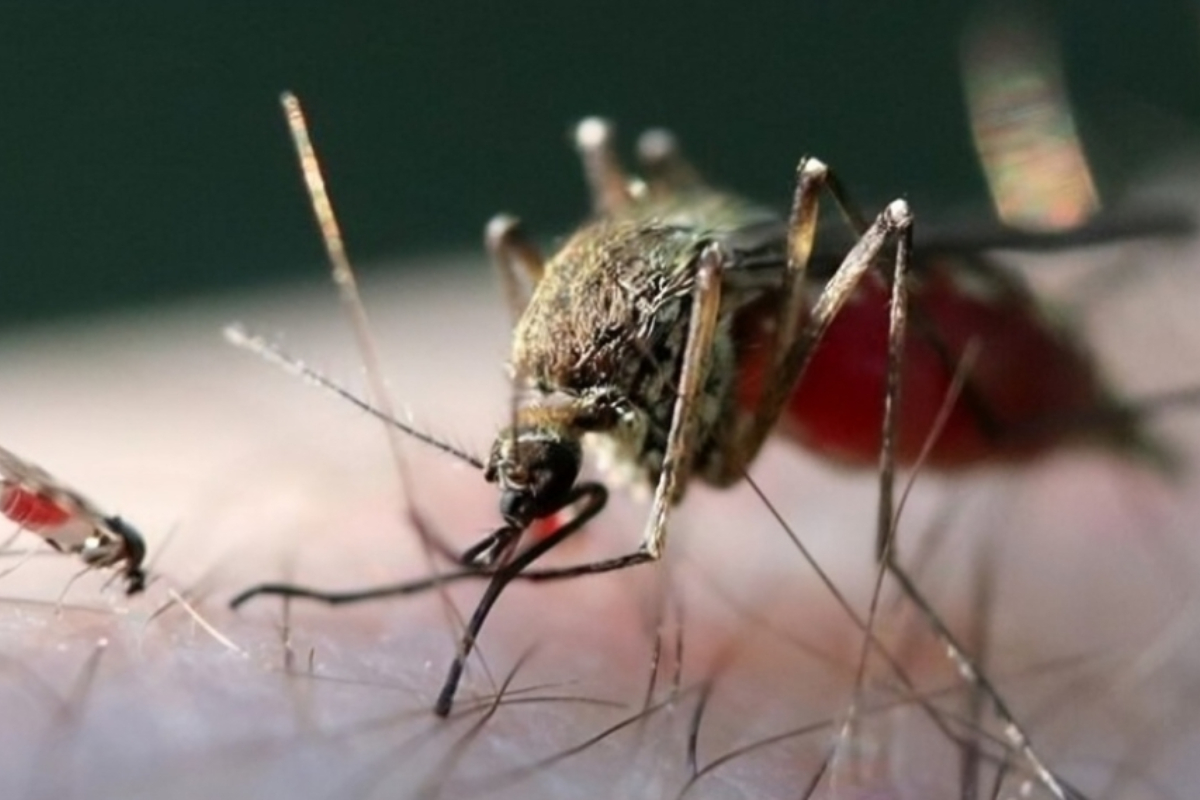 France Shamonda Virus Human Case